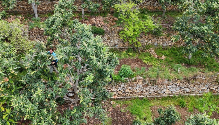 Günde 7 tane yemek böbrek, beyin ve karaciğeri yeniliyor. Alanya'da hasadı başladı