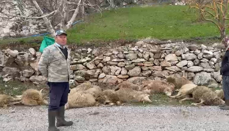 Satılacak kuzuları kurtlar parçaladı