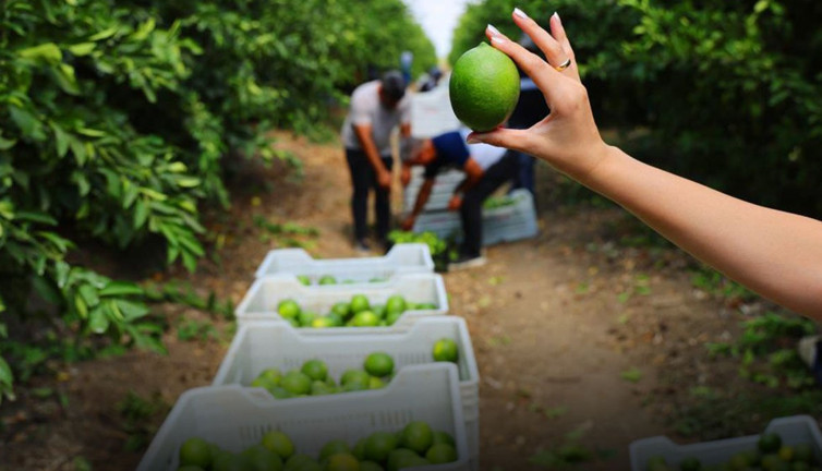 İhracatına kısıtlama getirilmişti... Stokçuların oyunu deşifre oldu!