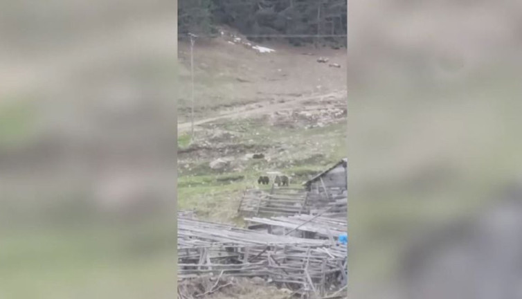 Anne ve yavruların yiyecek arayışı kamerada!