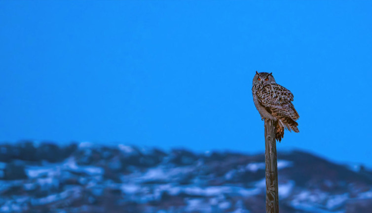 Türkiye’nin nadir misafiri! Sivas’ta objektife takıldı