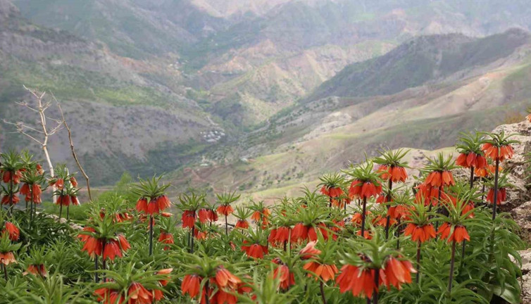 Ağlayan Gelinler açtı! Görüntüyü çekmek için sabahın erken saatlerinde yola çıkıyorlar