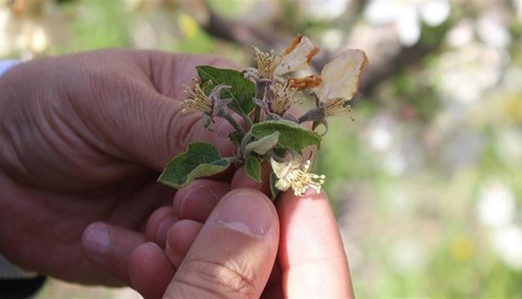 Zirai don nedeniyle elma ağaçları zarar gördü