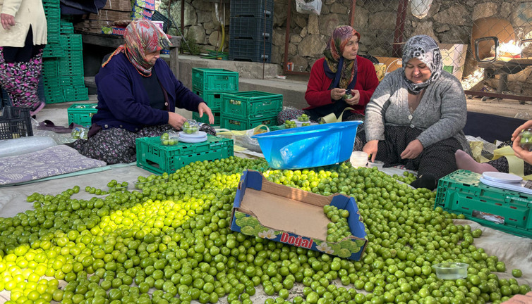 Mersin’de Erik hasadı başladı: Don vurdu: Rekolte alarm verdi