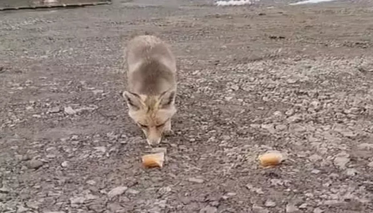 Aç kalan tilkiyi ekmekle besledi