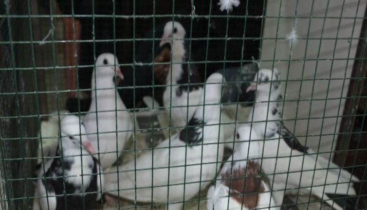 Güvercin mezatına büyük ilgi