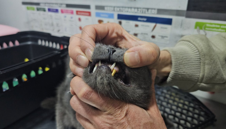 Kedinin dişi kırıldı çözüm altın oldu! Türkiye'de bir ilk