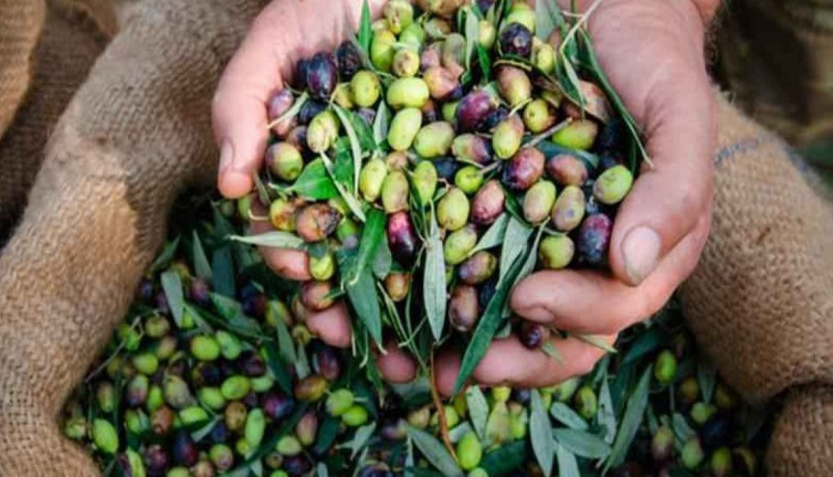 Ayvalık’ta zeytin bereketi! Miras ve gelecek buluşuyor