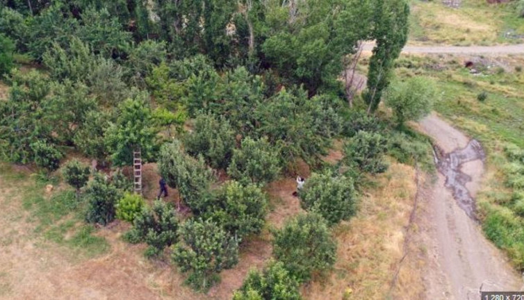 Çekirdeği ağrıları bitiriyor sapı ödemi söküp atıyor. Hasadı başladı kilosu 3 bin 500 TL