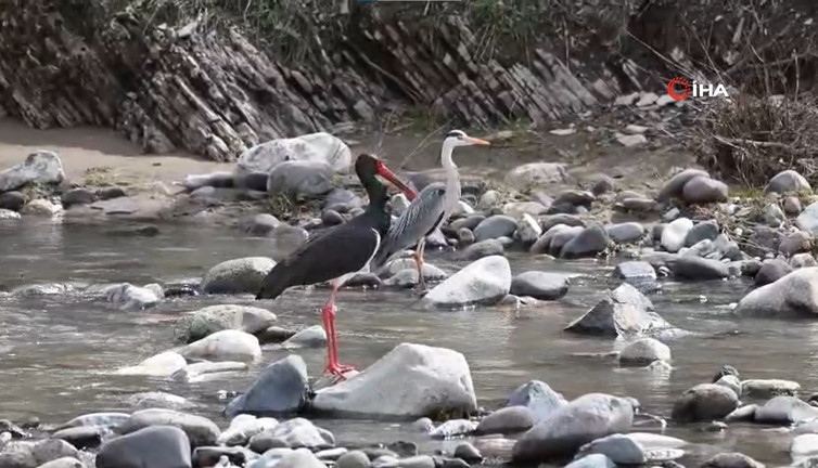 Pülümür Çayında kara leylek görüntülendi