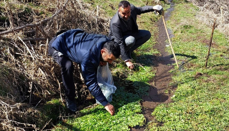 Dere kenarından bedavaya topluyorlar marketlerde astronomik fiyata satılıyor. Tansiyon ve stresin 1 numaralı ilacı