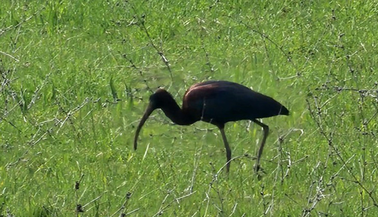 Türkiye’de ilk kez görüntülendi: Metalik renkli tüy yapısıyla dikkat çekiyor