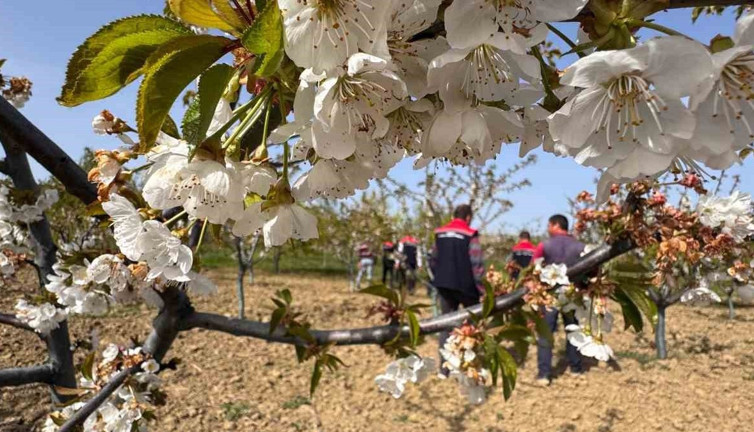 Üreticilere don zararına ilişkin kritik bilgi verildi