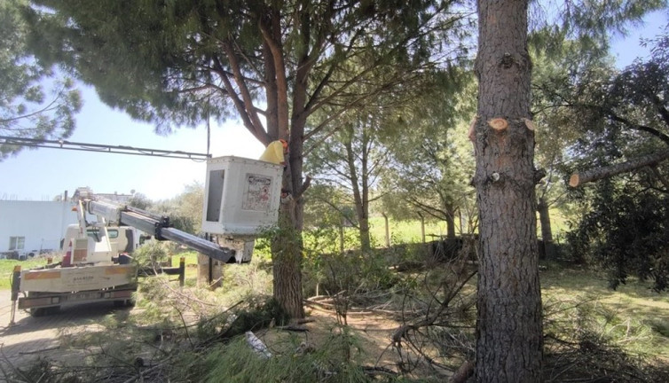 Didim'de çam ağaçları budanıp yaza hazırlandı