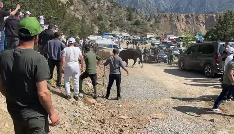Boğalar arena dışına çıktı vatandaşlar panik oldu