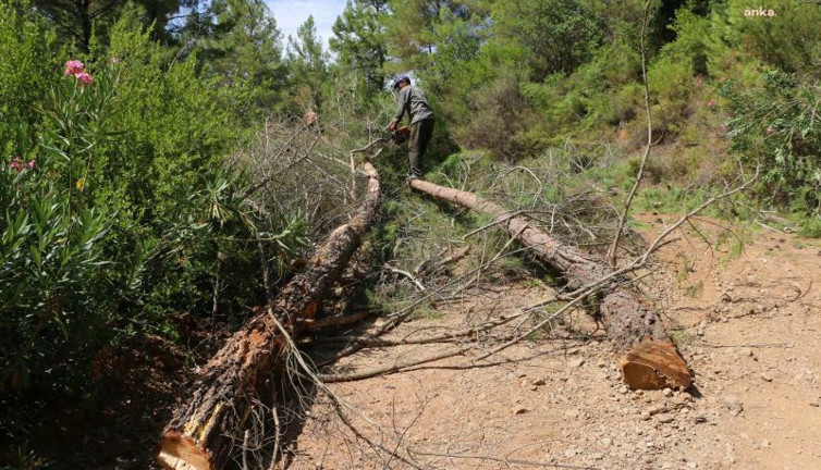 Andırın'da trajik ölüm! Orman işçisi kestiği ağacın kurbanı oldu