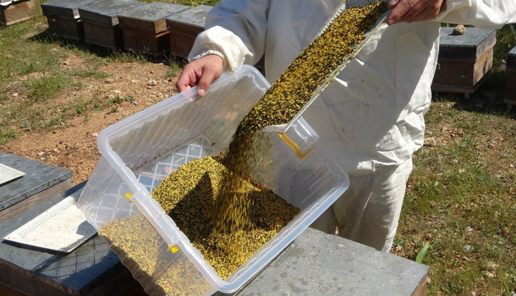 Sarı altın hasatı başladı! Kısırlığı tedavi ediyor, alerjiyi anında bitiriyor: Kilosu bin 300 lira