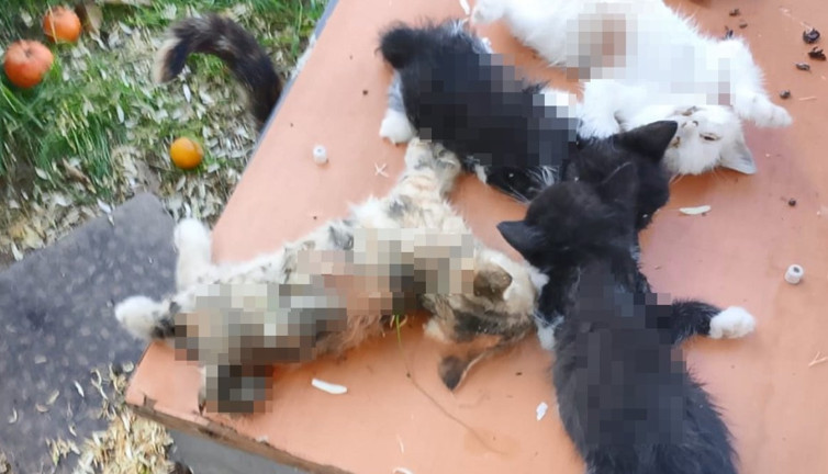 Bursa'da yavru kediler vahşice katledildi! Vicdansızlığın böylesi...