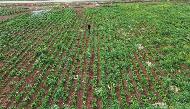 Tarlada 5 markette 25