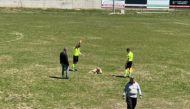 Amatör maçta hakem köpeğe kırmızı kart gösterdi