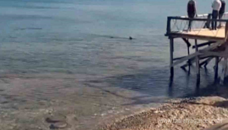 Datça’da köpek balığı alarmı! Kıyıda iki tane birden görüldü