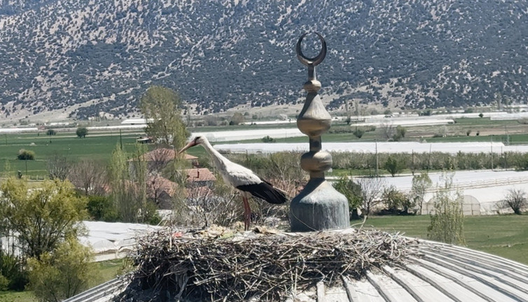 Yıllardır aynı leylek, aynı camiye geliyor