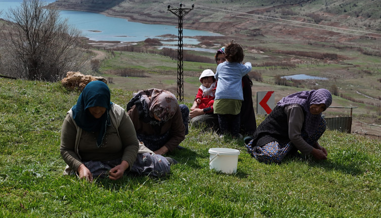Yemeği, salatası, çayı yapılıyor her derde deva oluyor. Türkülere konu oldu hasadı başladı