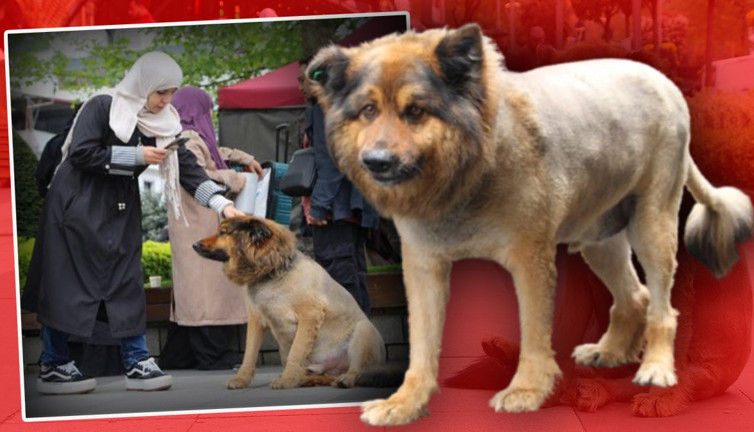 Trabzon’un aslan kralı: Sokak köpeği maskot oldu!