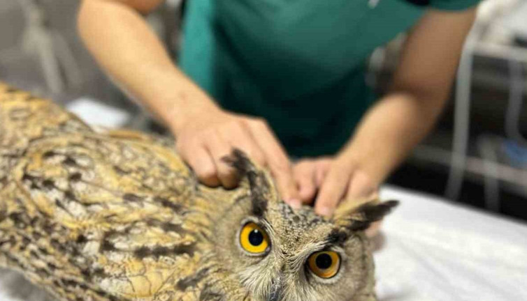 Bilecik'te yaralı baykuş tedavi altına alındı