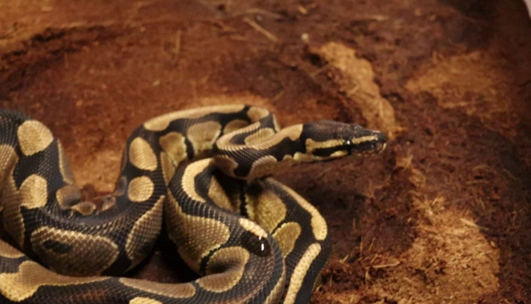 Sakarya'da kraliyet pitonu ele geçirildi
