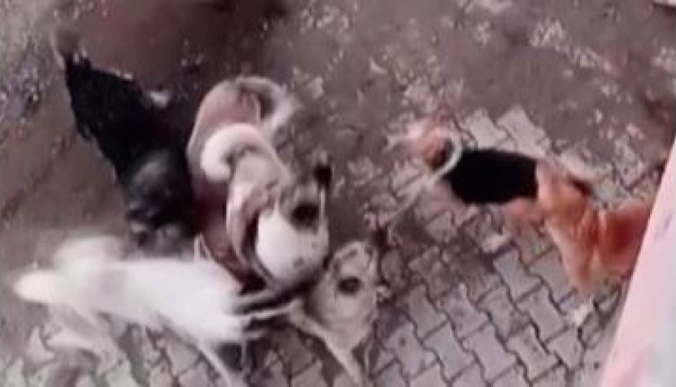 9 köpek birbirine girdi