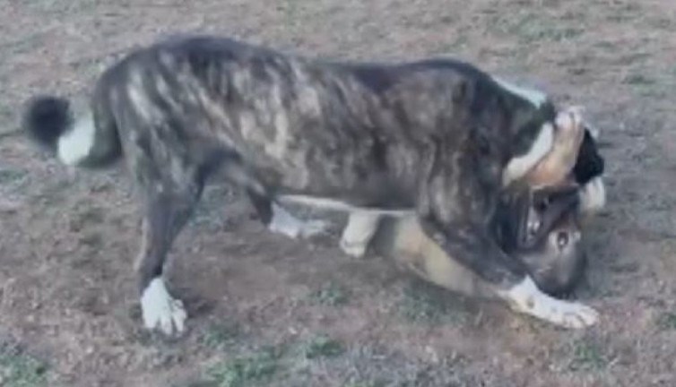 Köpekler acımasızca dövüştürüldü. "Hadi oğlum hadi" sesleri yükseldi