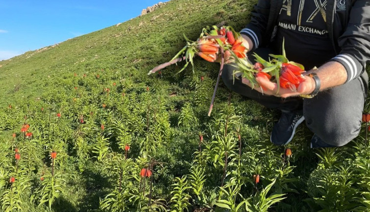 Kim bu vandallar? Yüksekova’nın sembolü ters lalelere vahşi saldırı: Cezası 557 bin TL
