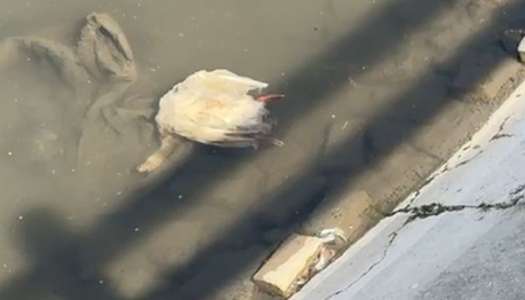 Yeşilırmak’ta balıkların ardından şimdi de kaz ölümleri görülmeye başlandı! Sudan numune alındı