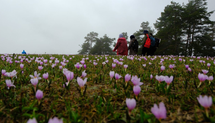 Gümüşhane'nin mor sümbüllü cenneti Damlı Köyü: Baharın renkleriyle nefes kesici rota!