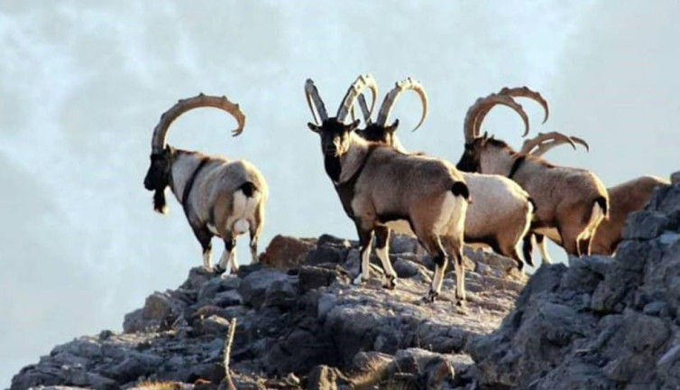 Gidengelmez Dağları’nda yaban keçisi şöleni! Nefes kesen anlar...