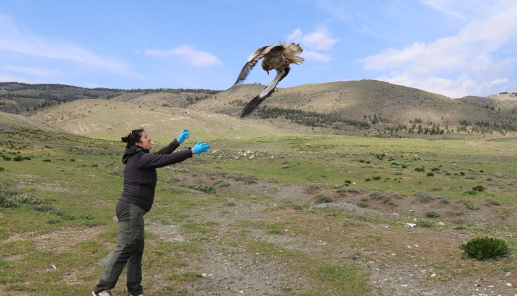 Akbaba Midas’tan inanılmaz yolculuk! Verici takılmıştı: 101 bin kilometre uçtu