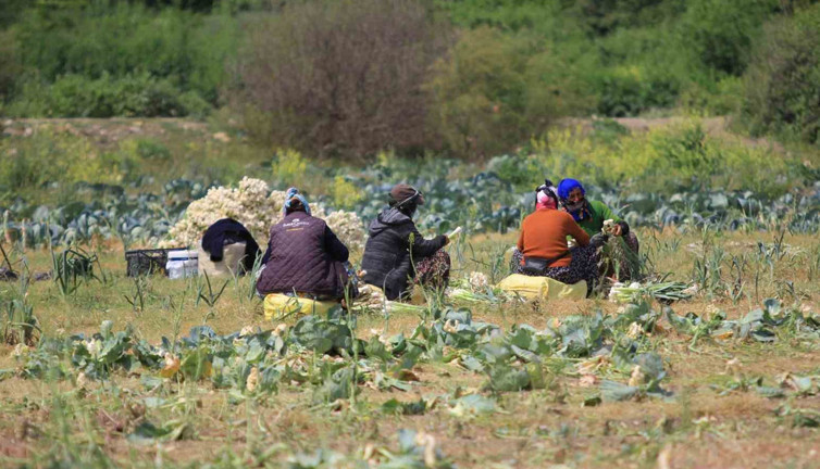 Gölbaşı Gölü’nde çiftçi isyanı: Hasat yok olmasın