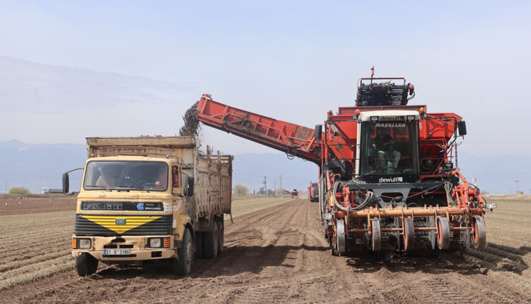 Ülseri, veremi bitiriyor kansere duvar örüyor. Kara sebzenin hasadı başladı. Kilosu 50 TL