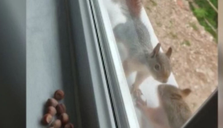 Bartın'da sincap eve yuva yaptı