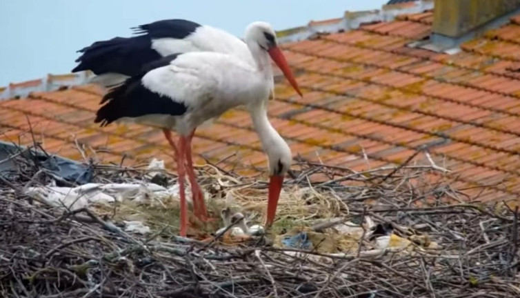 Yaren Leylek ‘baba’ oldu! Balıkçı Adem Amca ile dostluğu dünya basınına konu olmuştu
