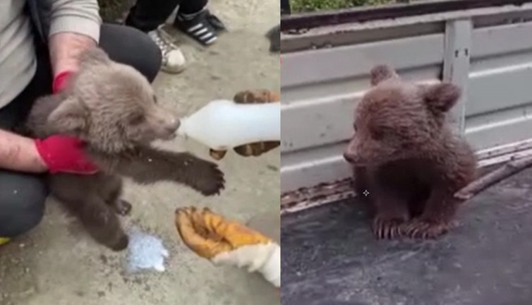 Artvin’de köylüler tarlada buldu! Yavruyu elleriyle beslediler
