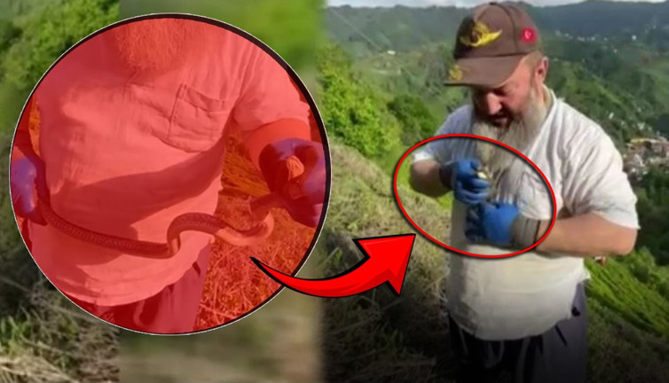 Zehirli yılanı boynuna kolye yaptı! Görenleri şaşkına çeviren görüntü