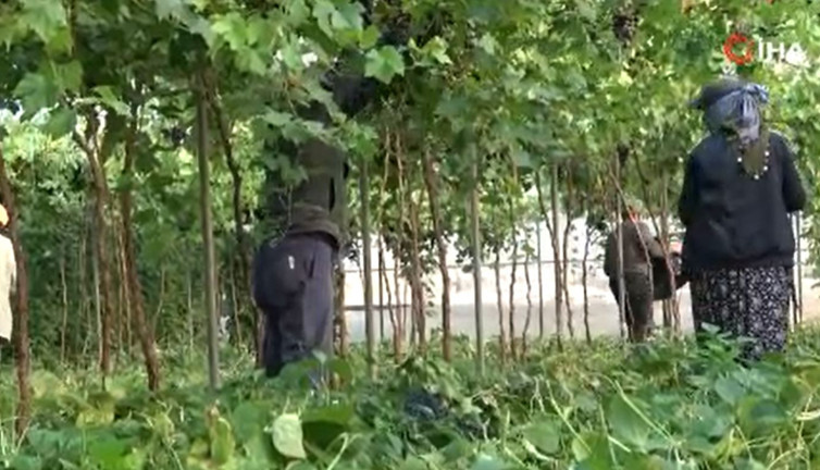 Vücudu kan deposuna çeviriyor! Unutkanlığı anında yok ediyor: Siyah incinin hasadı başladı kilosu 250 TL