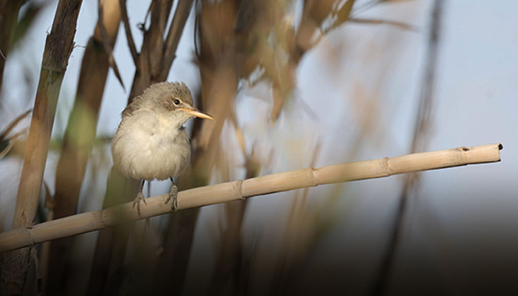 Hatay'daki Milleyha Sulak Alanı'nda bu yıl 12 yeni kuş türü gözlendi