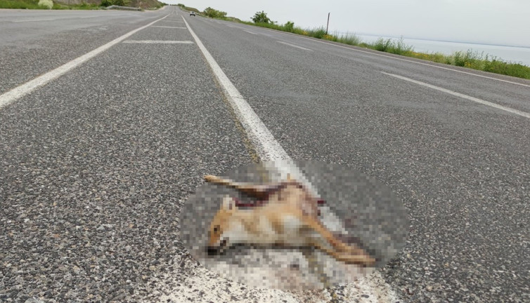 Van’da araçların çarptığı iki tilki telef oldu
