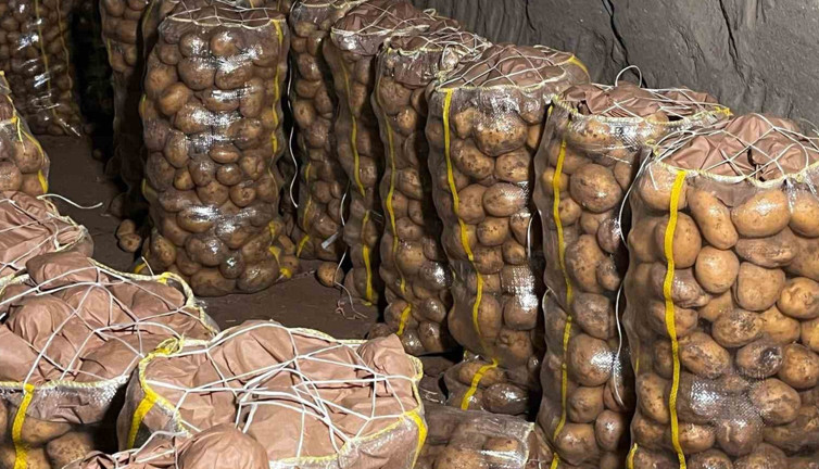 Mersin’de virüs alarmı: Tonlarca patates geri gönderildi