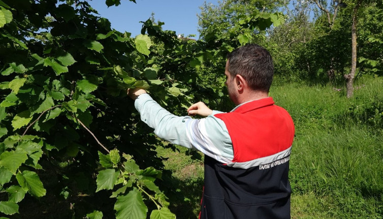 Karadeniz bölgesi topyekün karşı saldırıya geçecek! 20 bin bubi tuzağı kuruldu