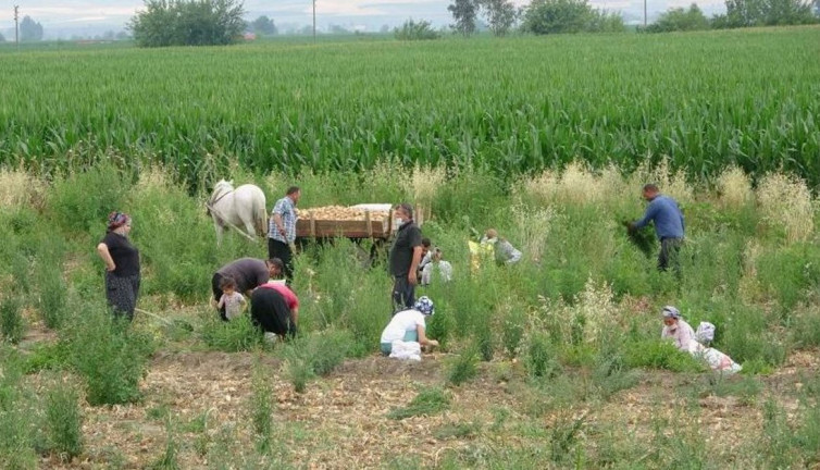 Damarlardaki kanı dans ettiriyor kanser türünü durduruyor. Tarlada 8 markette 30 TL