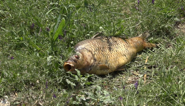 Göleti kirleten çiftliğe rekor ceza